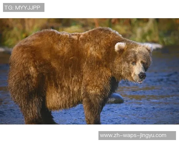 野牛与棕熊的生存之争谁才是草原之王的真正霸主 野牛与棕熊的生存之争谁才是草原之王的真正霸主